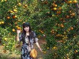 Harga Tiket Masuk dan Lokasi Liburan Keluarga di Wisata Petik Jeruk Balitjestro Batu