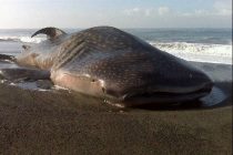 Ikan Hiu Paus Terdampar di pantai Parang Kusumo Bantul Yogyakarta